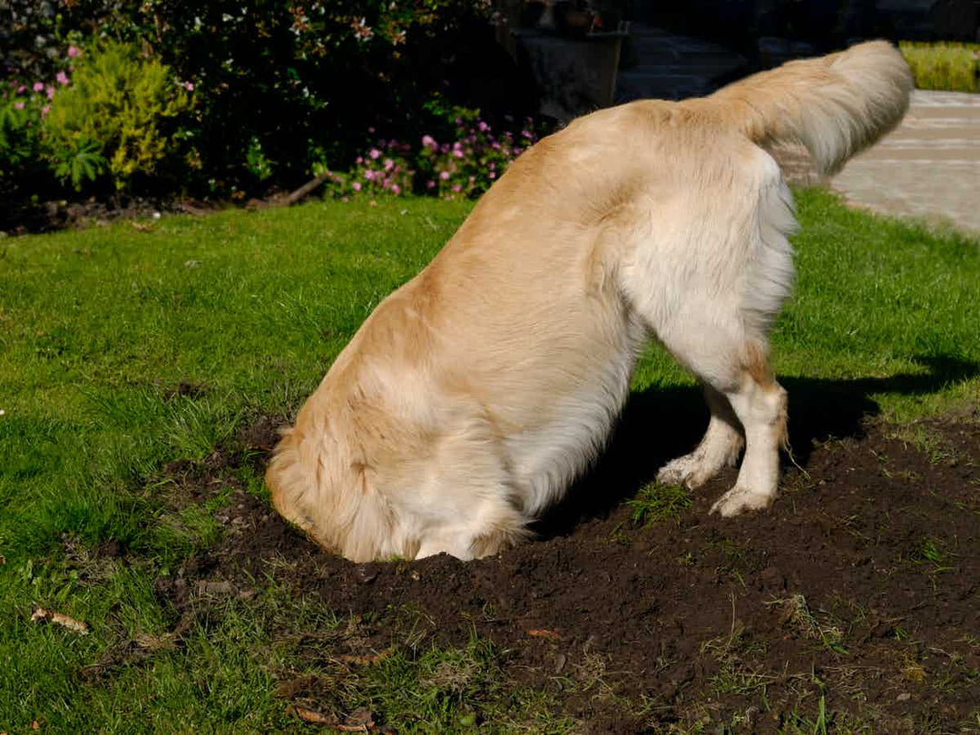 Dog with its head in the ground which it has dug up